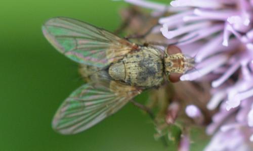 Siphona sp.